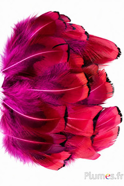 Fazant van Colchis - 6-12 cm - fuchsia